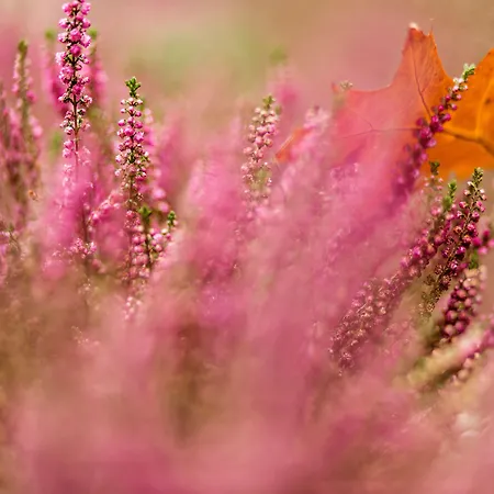 Amber Boutique - Amber Design 4* Krasków