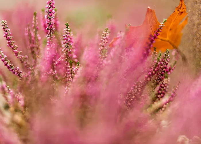 Amber Boutique - Amber Design 4* Krakau